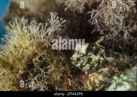 Grey (Paralipophrys trigloides) Blenny adult, Follonica, Gulf of Follonica, Grosseto Province, Tuscany, Italy Stock Photo