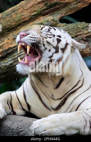 Indian Tiger White Form, White tiger, Bengal tiger (Panthera tigris tigris), adult jawning portrait, India, Asia Stock Photo