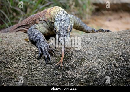 Komodo dragon (Varanus komodoensis), Sgapur, adult on rock foraging, in captivity, Singapore Stock Photo