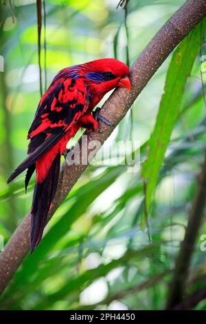Blue Streaked Lory, Blue necked Lory, adult on tree, Indonesia, Asia (Eos reticulata) Stock Photo