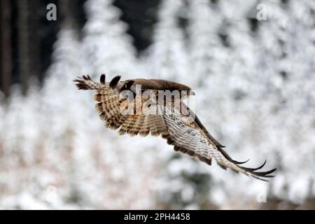 Common steppe buzzard (Buteo buteo), adult, Zdarske Vrchy, Bohemian-Moravian Highlands, Czech Republic Stock Photo