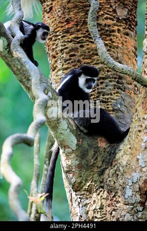 Mantled Guereza, adult female with young on angola colobus (Colobus angolensis) Stock Photo