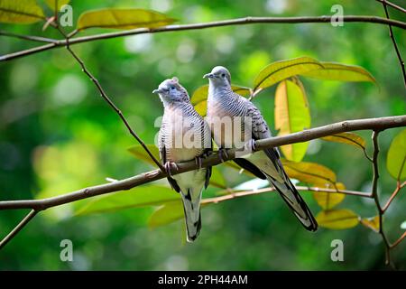 Zebra Dove, barred ground dove (Geopelia striata), adult couple on branch, social behaviour, Singapore, Singapore, Southeast Asia, Asia Stock Photo