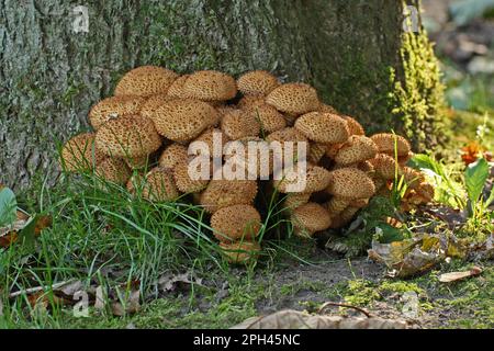 Shaggy scaly cap, Pholiota squarrosa Stock Photo