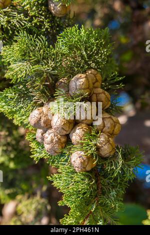 Column cypress (cupressus sempervirens) Stock Photo