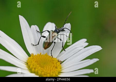 Bluebuck Stock Photo