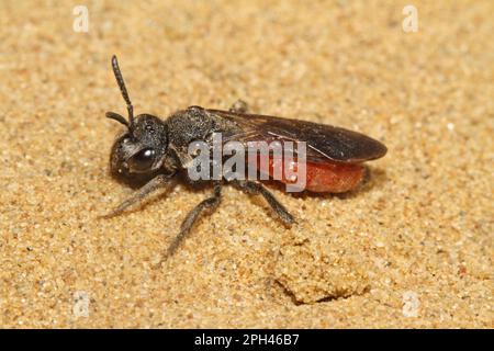 Halictid bee (Sphecodes) albilabris Stock Photo