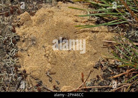 Willow sand bee Stock Photo