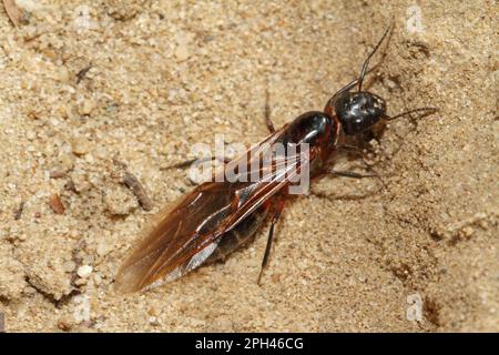 Black horse ant Stock Photo