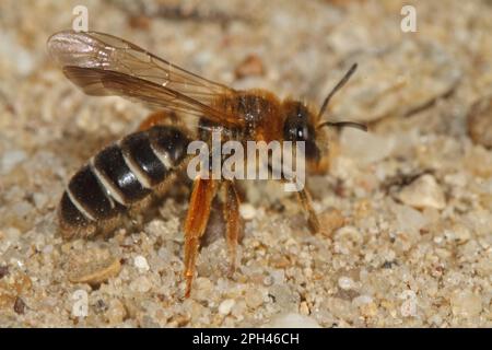 Furrowing bee Stock Photo