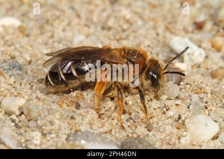 Furrowing bee Stock Photo