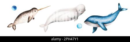Watercolor narwhal with long tusk, blue whale and beluga isolated on white background. Hand painting realistic Arctic and Antarctic ocean mammals. For Stock Photo