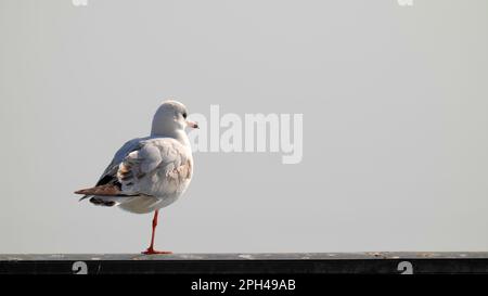 Close up of seagull standing on one leg only Stock Photo