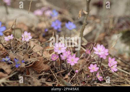 Wild growing liverwort flowers (Anemone hepatica) in mixed colores on natural forest floor. Stock Photo