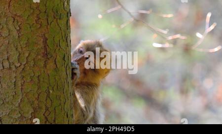 Young shy infant barbary ape peeking out from behind tree Stock Photo