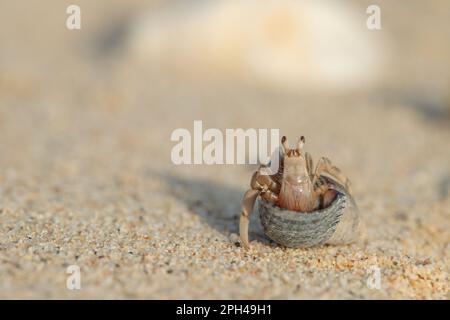 Hermit crab lives in a shell on a sandy beach. Stock Photo
