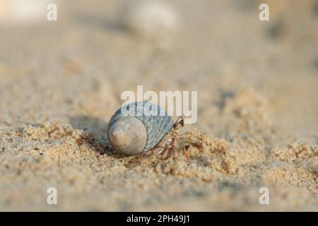 Hermit crab lives in a shell on a sandy beach. Stock Photo
