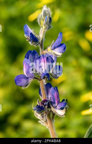 Violet flowers of a wild flower of lupine close up among green grass. Israel Stock Photo