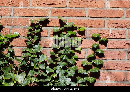 Closeup of ivy (Hedera helix), family Araliaceae on a red brick wall in the sun in the Netherlands in March. Textures, pattern, background. Stock Photo
