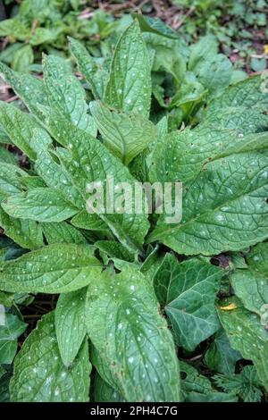 Natural closeup on the grey-spotted foliage of an emerging Green Alkanet plant, Pentaglottis sempervirens, in the garden Stock Photo