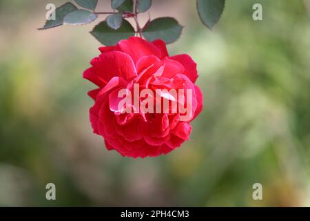 Red rose (genus Rosa) in bloom in a garden : (pix Sanjiv Shukla) Stock Photo