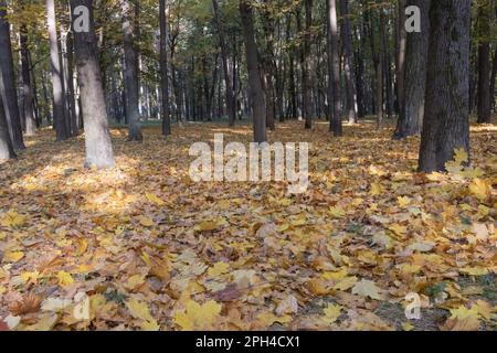 yellow autumn leaves lie on the ground among the trees in the park Stock Photo