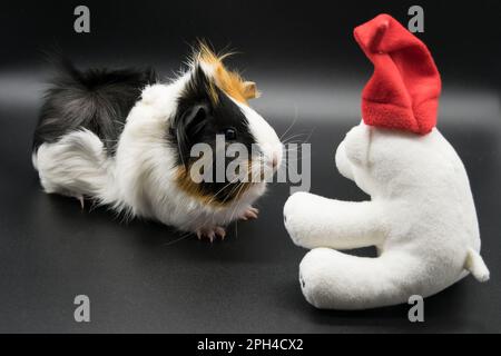 A guinea pig on a dark background sits next to a holiday teddy bear in a red hat Stock Photo