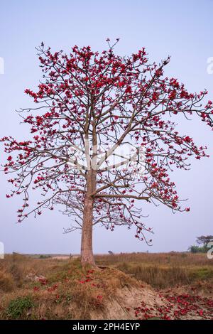 Bombax ceiba tree with red blossom flowers in the field under the blue sky Stock Photo