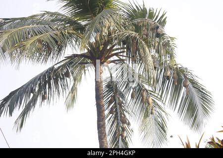 Coconut Tree With A  Weavers Bird House Weavers Bird Make Her Own Tree House . This is Art Of Bird House Making Stock Photo