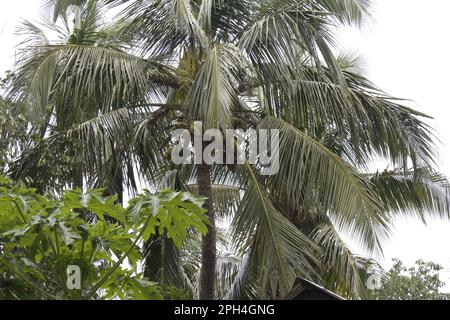 Coconut Tree With A  Weavers Bird House Weavers Bird Make Her Own Tree House . This is Art Of Bird House Making Stock Photo