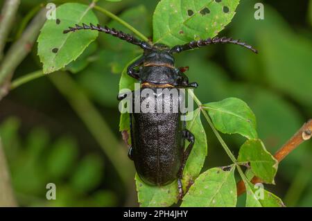Tanner Beetle (Prionus coriarius) placed on the leaves of a shrub in the forest. Alsace, France. Stock Photo
