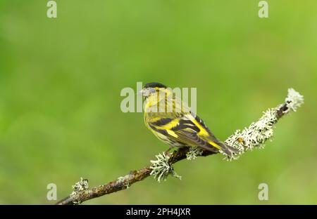 Close up of Eurasian Siskin (Spinus spinus) perched on a tree branch, Finland. Stock Photo