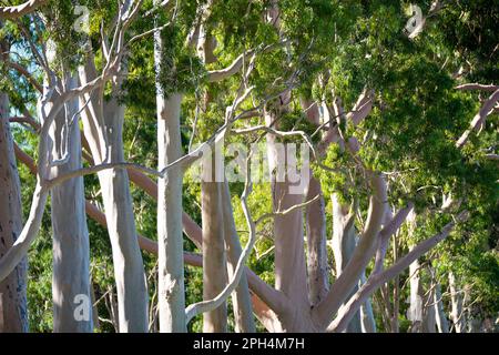 Bark of a Eucalyptus Tree Stock Photo