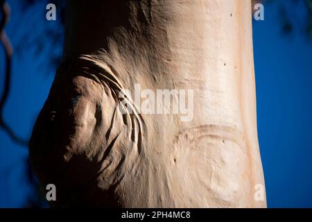 Bark of a Eucalyptus Tree Stock Photo