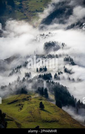 A forest from above immersed in fog Stock Photo - Alamy