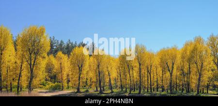 Spring landscape, yellow willows on the shore of the lake and blue sky. Stock Photo