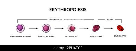 Red blood cells development. Erythropoiesis. Scientific microbiology vector illustration in sketch style Stock Vector
