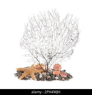 Beautiful exotic branching coral, shells, pebbles and starfish on white background Stock Photo