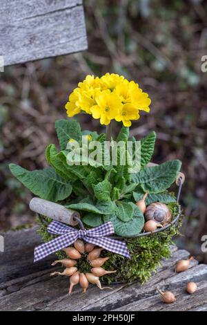 yellow polyanthus primrose in basket in garden Stock Photo