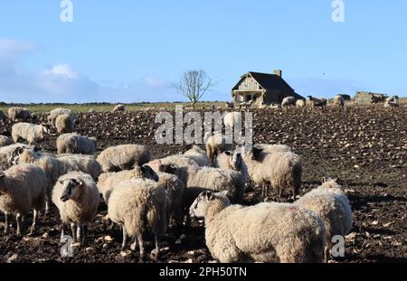 Sheep in field with derelict house Stock Photo