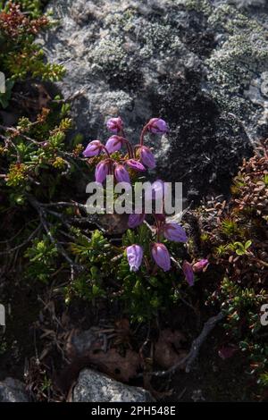 Blue heath flowering on Dovrefjell which is a mountain range and highland in central Norway. Stock Photo