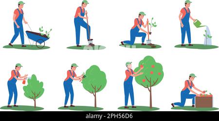 A set of illustrations of planting and caring for apple trees in stages. Vector, flat. A man carries seedlings in a wheelbarrow, digs a hole,planting a tree, watering, growing and harvesting isolated Stock Vector