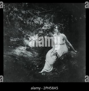 Coastal Wattle, Acacia longifolia (1921 - 1922) by Archibald James Campbell Stock Photo