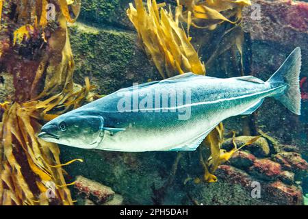 Saithe Pollachius virens swimming in sea water Stock Photo