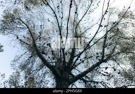 pine tree branches with bright sky behind Stock Photo