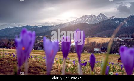 Spring in the mountains. Crocuses blooming in the meadow. Sharpness in the background. Mount Giewont and the panorama of the Western Tatras in the bac Stock Photo