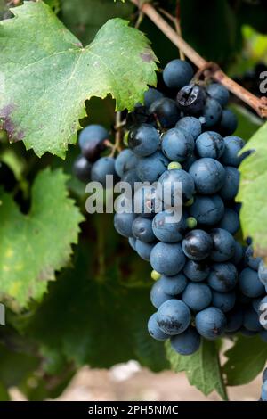bunch of grapes in the vineyard Stock Photo