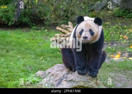 A giant panda eating bamboo, sitting on the rock, portrait Stock Photo