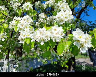 Spring time. Wild pear tree branch with the blooming flowers on a blurred background. Spring garden in flowering. Buds of white blooming flowers Stock Photo