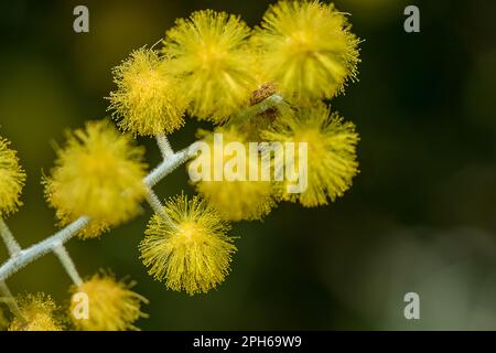 Acacia podalyriifolia, yellow flowers, light fragrance Into a round bouquet Stock Photo